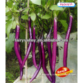Purple Eggplant Seeds-Hang Zhou Eggplant Seeds No.3